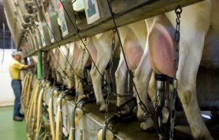 Melkgeitenhouder+moet+productie+%27niet+over+de+kop+jagen%27