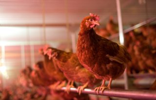 Ziekte+NCD+weren+met+enten+en+hygi%C3%ABne