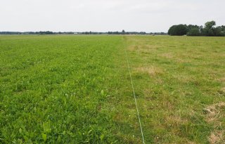 Graskruidenmengsels+in+trek+bij+droogte+en+koeien