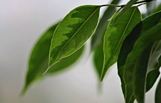 Ruim+tweehonderd+reacties+tegen+importverbod+plantmateriaal
