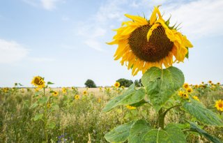 Natuurinclusief+voorwaarde+voor+pacht