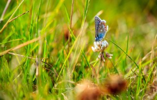 Tuinvlinder+blijft+weg+vanwege+hitte+en+droogte