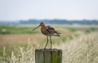 Utrecht+wil+tij+keren+met+actieplan+weidevogels