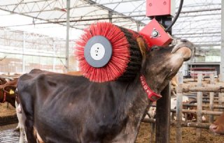 Nieuwe+versie+van+Lely+Luna+koeborstel