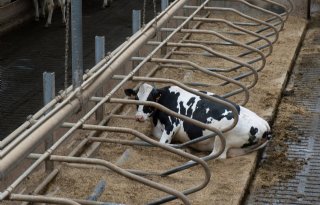 Strooisel+amper+effect+op+uiergezondheid