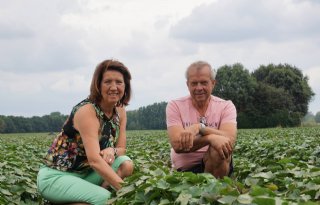 Nederlandse+zoete+bataat+zoekt+schapruimte