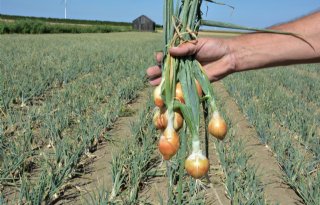 Grote+verschillen+in+akkerbouw+na+droogte