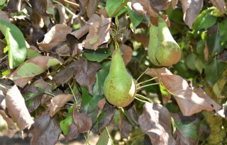 Peren+hangen+aan+verbrande+bomen