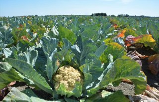Bloemkolen+worden+vernietigd+door+droogte