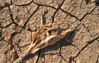 Duitse+boeren+krijgen+340+miljoen+euro+vanwege+droogte