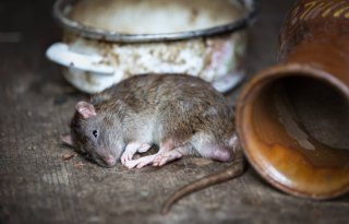 Slordig+mens+is+zegen+voor+rat+en+muis