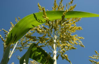 Onkruid+in+sorghum+goed+mechanisch+te+bestrijden