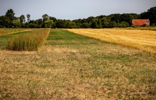 Natuurinclusieve+subsidie+juist+voor+gangbare+Gelderse+boer