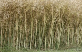 Rassenproef+winterkoolzaad+goed+voor+5%2C1+ton+per+hectare