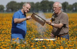 Lelietelers+en+imkers+vinden+elkaar+in+Tagetes