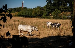 GroenLinks+wil+onderzoek+naar+droogte