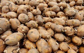 Aardappelen+als+accu+is+het+beste+innovatie%2Didee