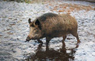 Brabant+werkt+mee+aan+drukjacht+wilde+zwijnen