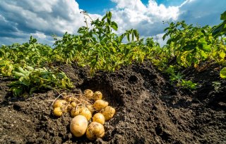 Elektronische+aardappel+houdt+akkerbouwer+op+de+hoogte
