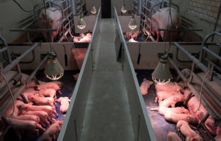 Screening+maakt+kans+op+trilbiggen+kleiner