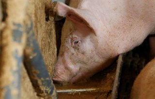 Groningen+wil+slot+op+intensieve+veehouderij