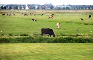 Zuid%2DHollands+buitengebied+moet+anders+gebruikt