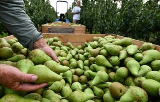 Veel+steun+voor+actie+btw%2Dvrije+groente+en+fruit
