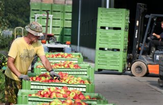 NFO%3A+fruitsector+lijdt+wel+degelijk+financi%C3%ABle+schade
