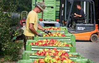 Veel+kleine+fruitmaten+door+droogte