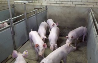 Europese+prijzen+voor+Hollandse+voorlopers+varkenshouderij