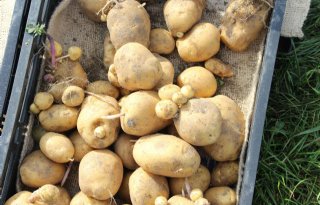 Zorg+over+doorwas+in+aardappelen