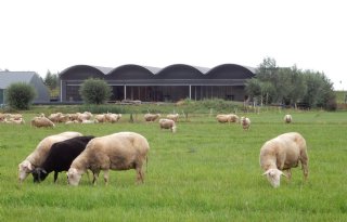 Aardappel+smaakt+schapen+goed