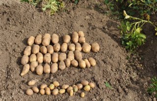 Termijnmarkt+aardappelen+stabiel+boven+30+euro