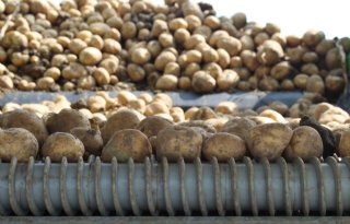 KWS+en+Simplot+werken+samen+aan+hybrideaardappel