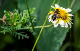 European+Bee+Award+helpt+bij+beschermen+bijen