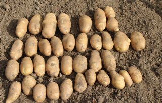 Aardappelopbrengsten+20+procent+lager+dan+in+2017