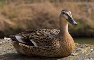 H5N6+vogelgriep+gevonden+bij+wilde+eend+Eemmeer