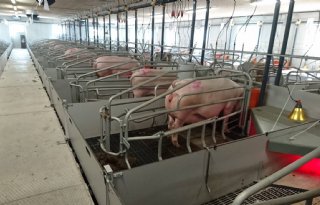 Schaalvergroting+varkens+effectiever+in+Denemarken