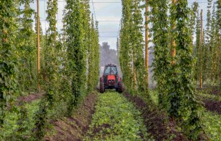 Groninger+begint+met+hopteelt