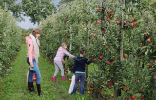 Recordaantal+deelnemers+fruitplukdagen