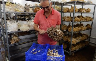 Paddenstoelen+steeds+vaker+op+het+menu