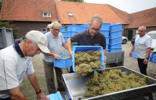 Vroege+druivenoogst+door+warme+zomer