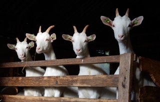 Geen+bouwstop+Friese+geitenhouderijen