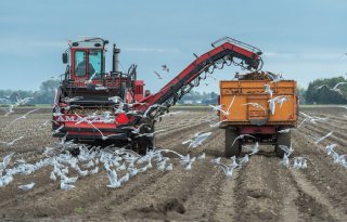 LTO+roept+telers+op+om+kleine+aardappeloogst+te+melden