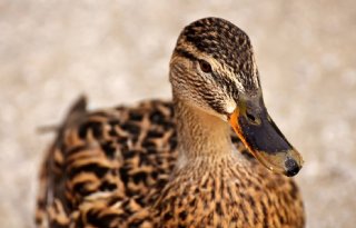 %27Maatregelen+vogelgriep+beperkt%27