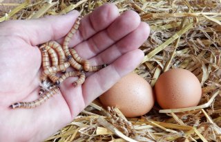 Levende+insectenlarven+voeren+aan+leghen