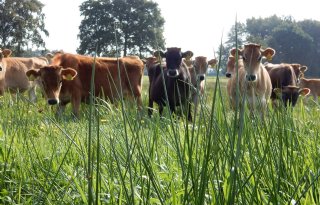 Schuwe+kalveren+na+langer+verblijf+bij+moeder+groot+probleem