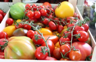 Bayer+is+ineens+de+grootste+groenteveredelaar
