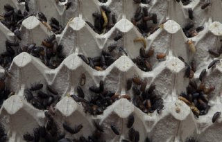 Veel+vraag+naar+larven+en+wormen+van+Wadudu+Insectencentrum