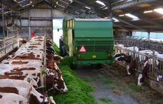 Vers+gras+voeren+op+stal